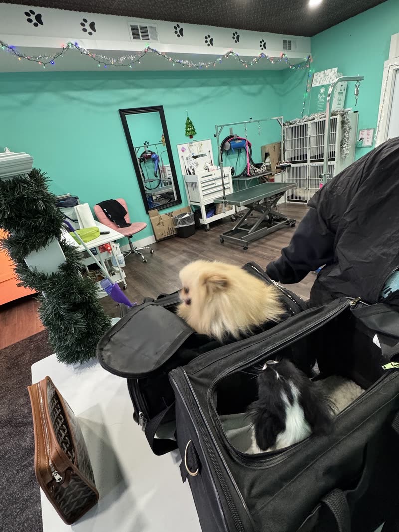Wide view of the grooming salon with mint-green walls, paw-print border and a small fluffy dog on the table