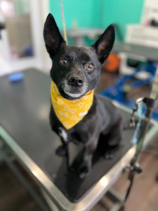 A black dog in a yellow bandana sitting on a stainless-steel grooming table in the salon