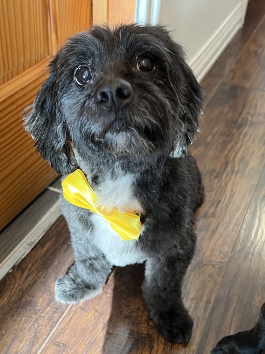 Close-up of a grey shaggy-faced dog in a yellow bow tie after grooming