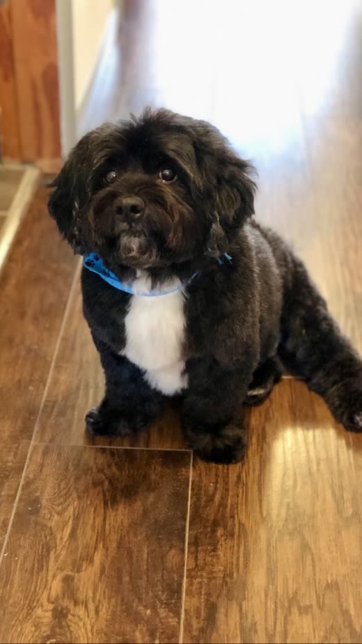 A dark curly-coated dog with a trimmed face and white chest after a groom